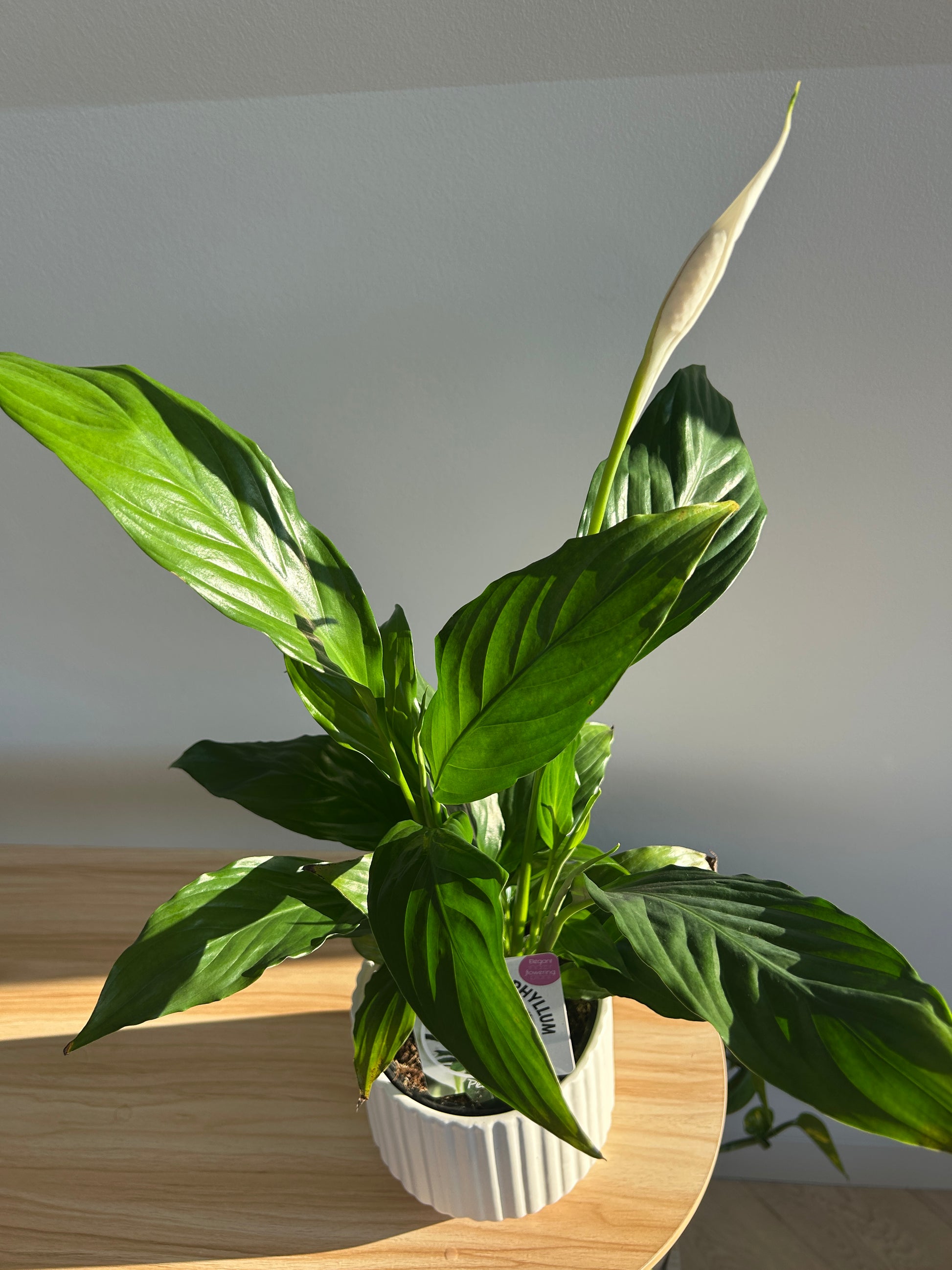 Peace Lily (Spathiphyllum Wallisii) 12cm