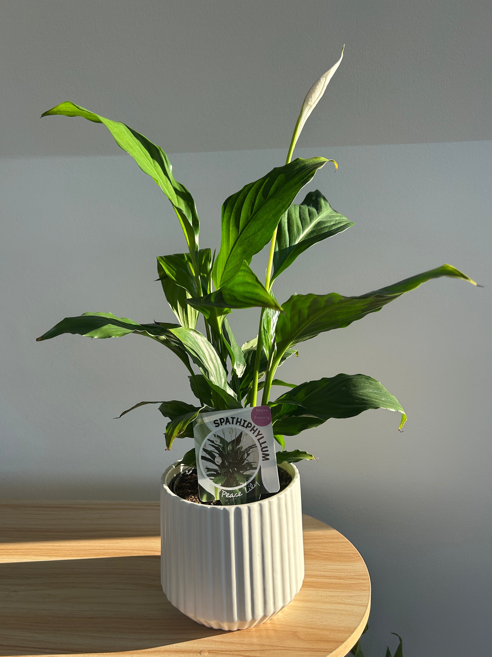 Peace Lily (Spathiphyllum Wallisii) 12cm