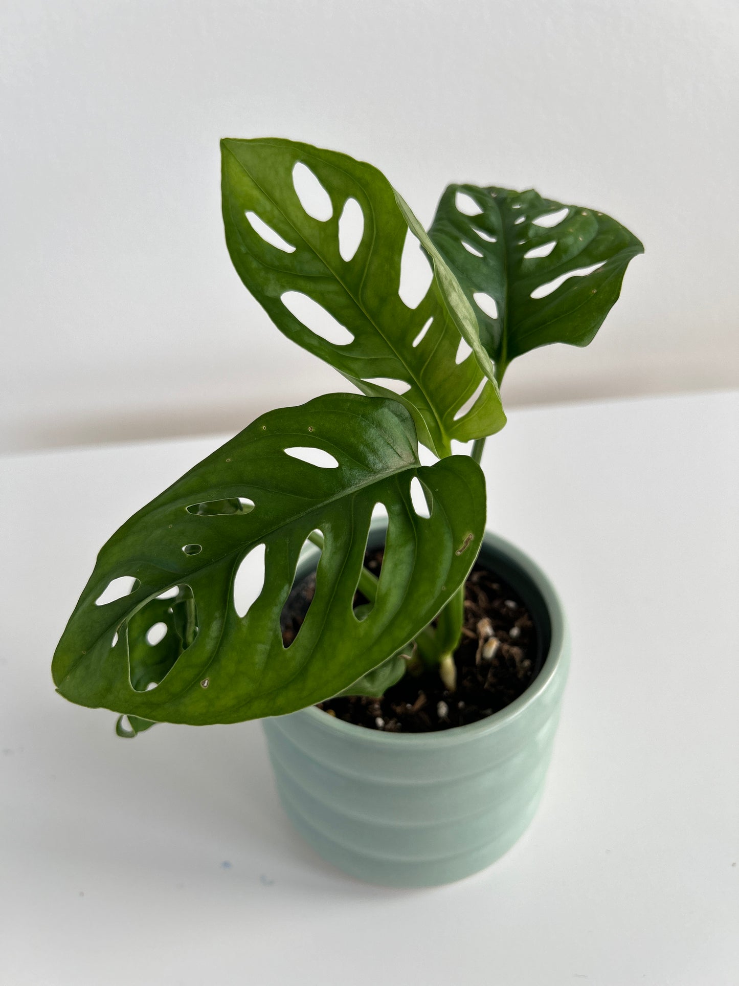 Mint green ceramic coil pot 10cm with monstera monkey mask indoor plant