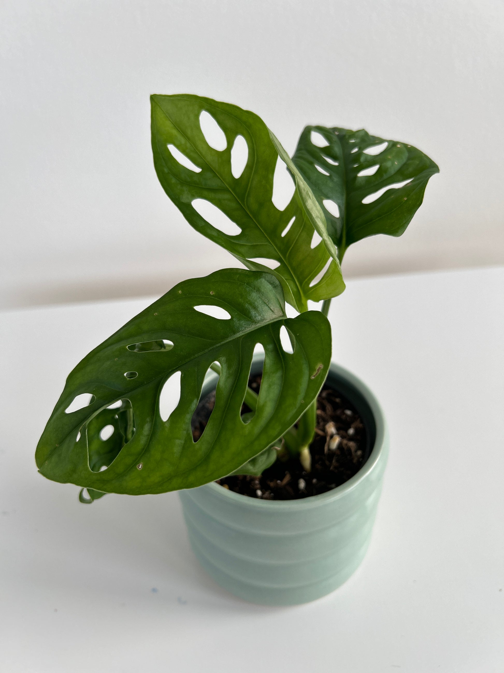 Mint green ceramic coil pot 10cm with monstera monkey mask indoor plant