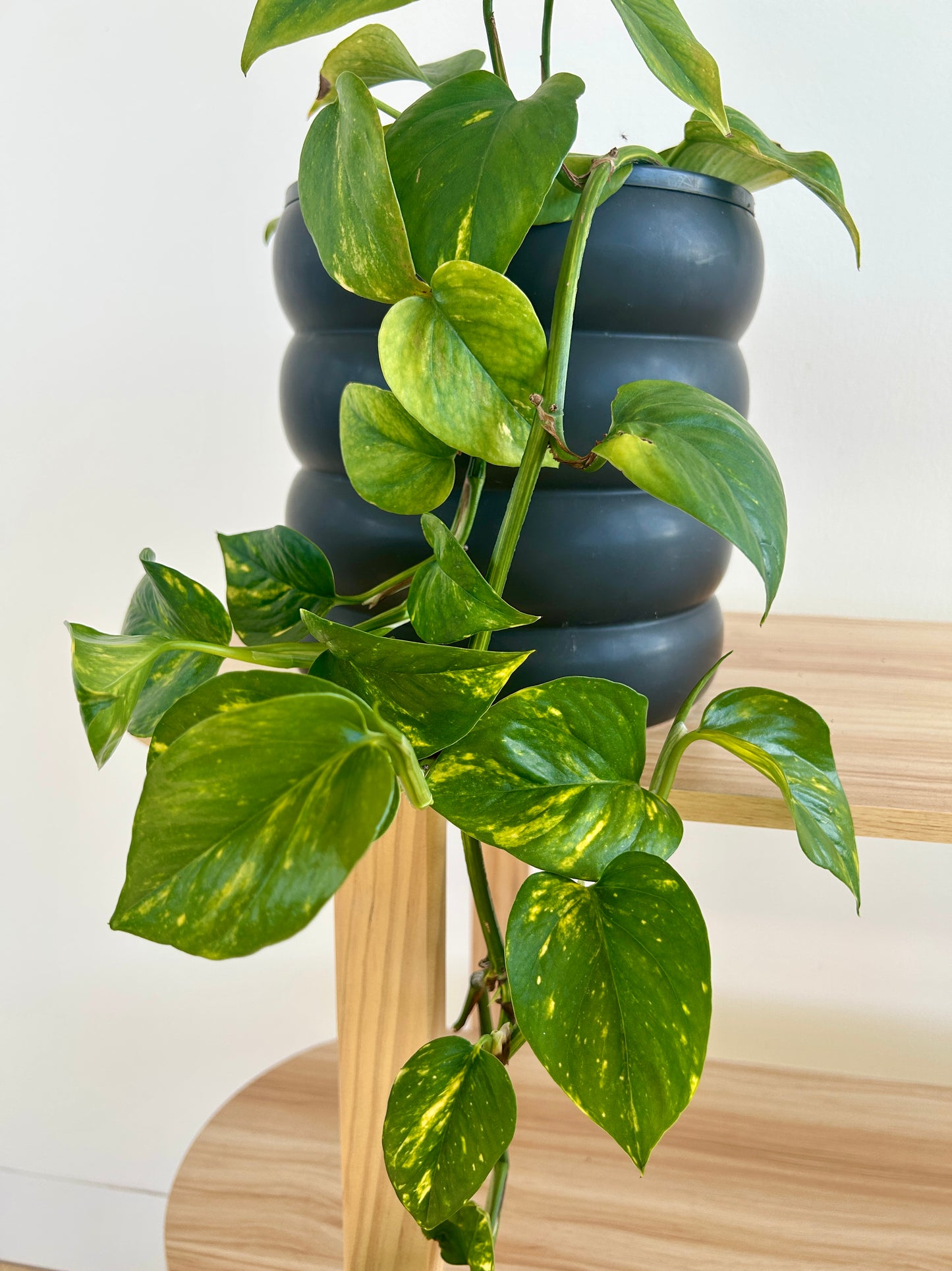 Devil's Ivy (Epipremnum Aureum) Indoor Plant 18cm