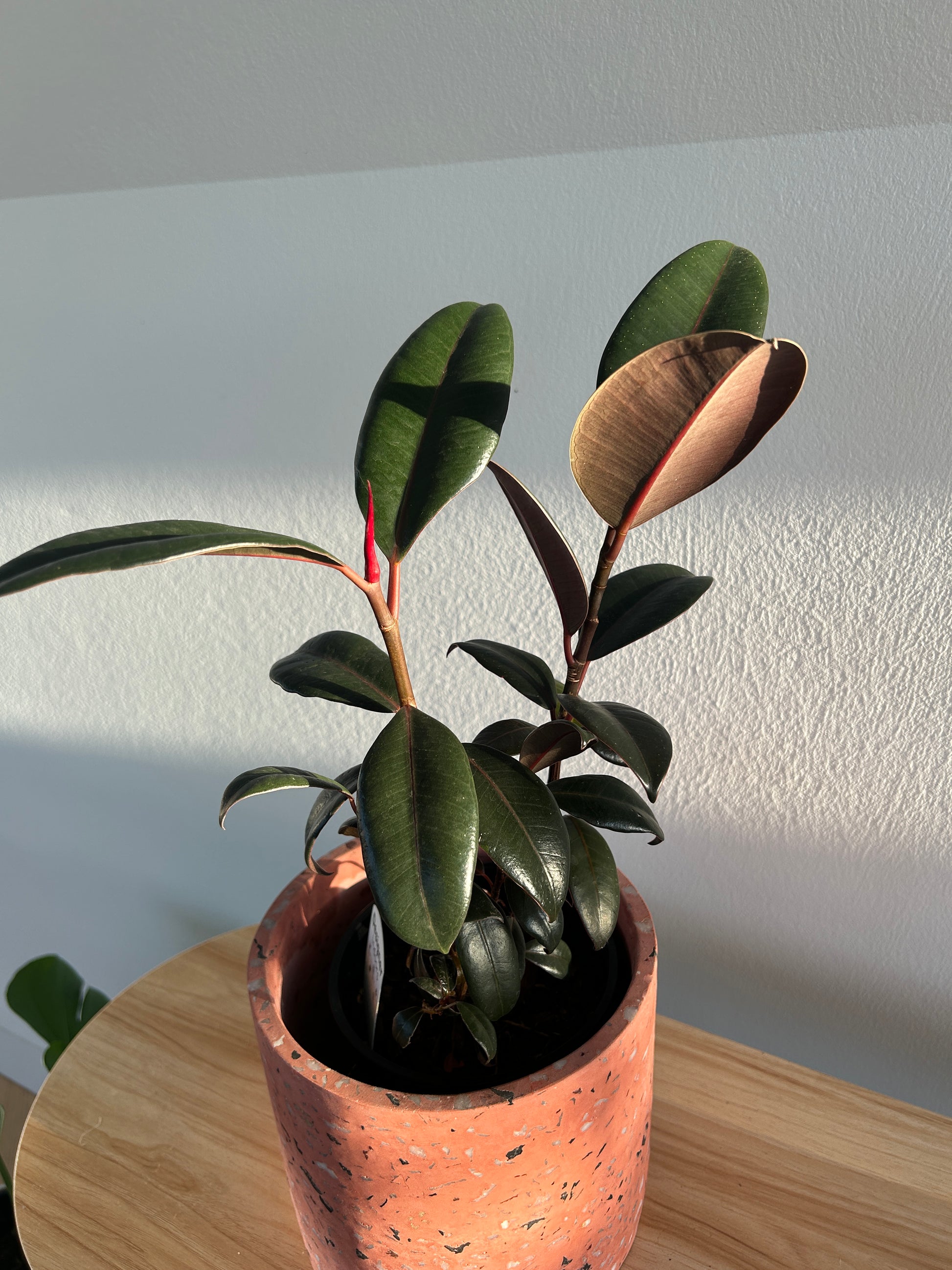 Burgundy Rubber Plant (Ficus Burgundy) Indoor Plant 14cm