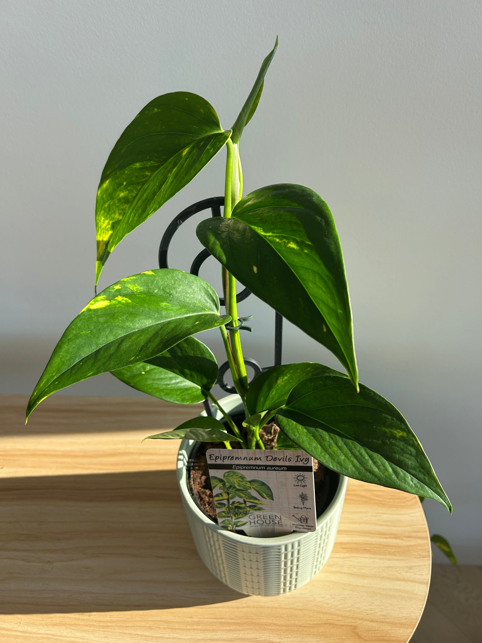 Devil's Ivy Epipremnum Aureum Indoor Plant 12cm