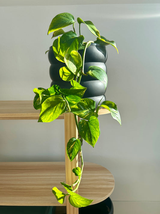Devil's Ivy (Epipremnum Aureum) Indoor Plant 18cm
