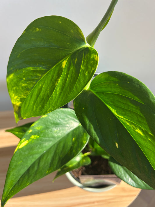 Devil's Ivy Epipremnum Aureum Indoor Plant 12cm
