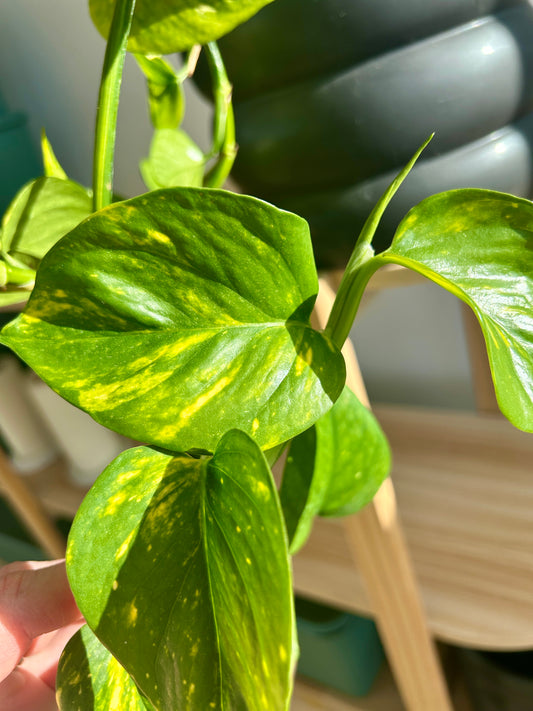 Devil's Ivy (Epipremnum Aureum) Indoor Plant 18cm
