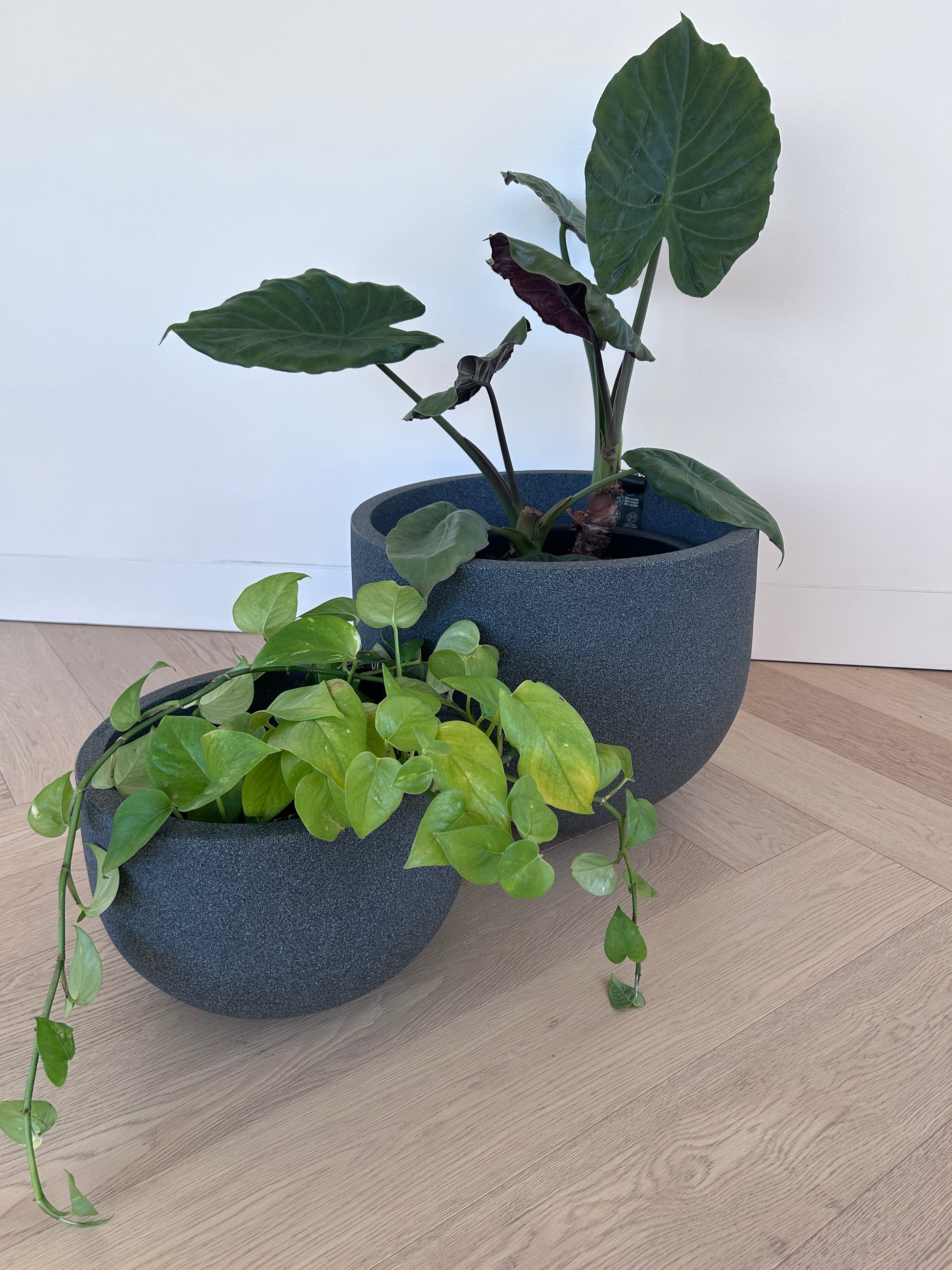 Alocasia Elephant Ear Indoor Plant in Charcoal Pot 35cm
