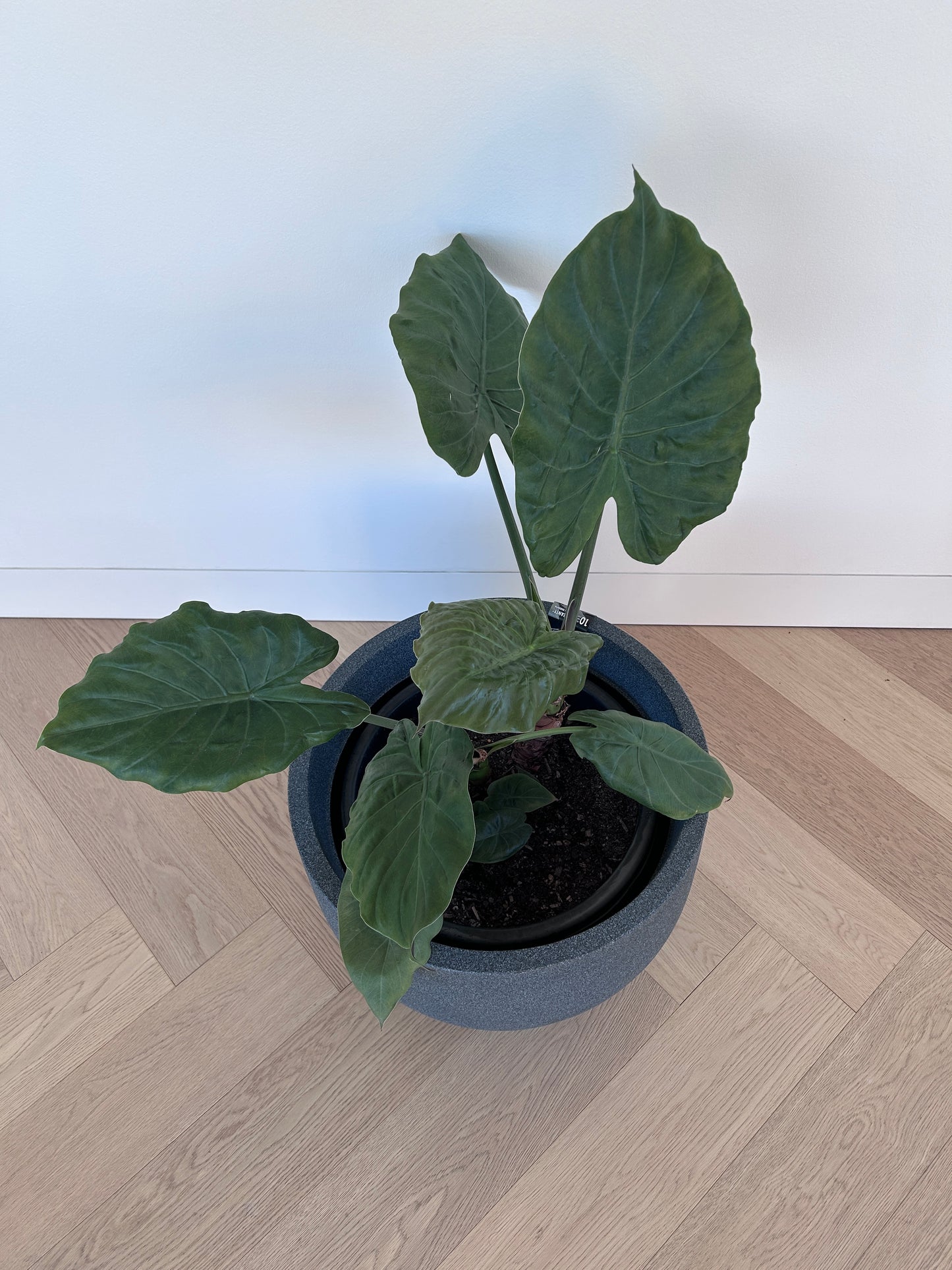 Alocasia Elephant Ear Indoor Plant in Charcoal Pot 35cm