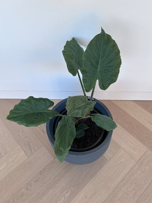 Alocasia Elephant Ear Indoor Plant in Charcoal Pot 35cm