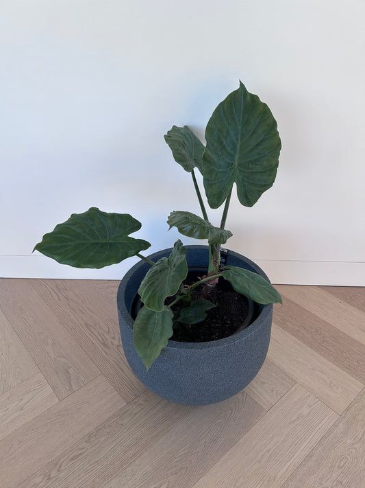 Alocasia Elephant Ear Indoor Plant in Charcoal Pot 35cm