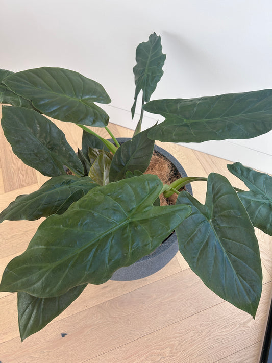 Alocasia Elephant Ear Indoor Plant in Charcoal Pot 35cm