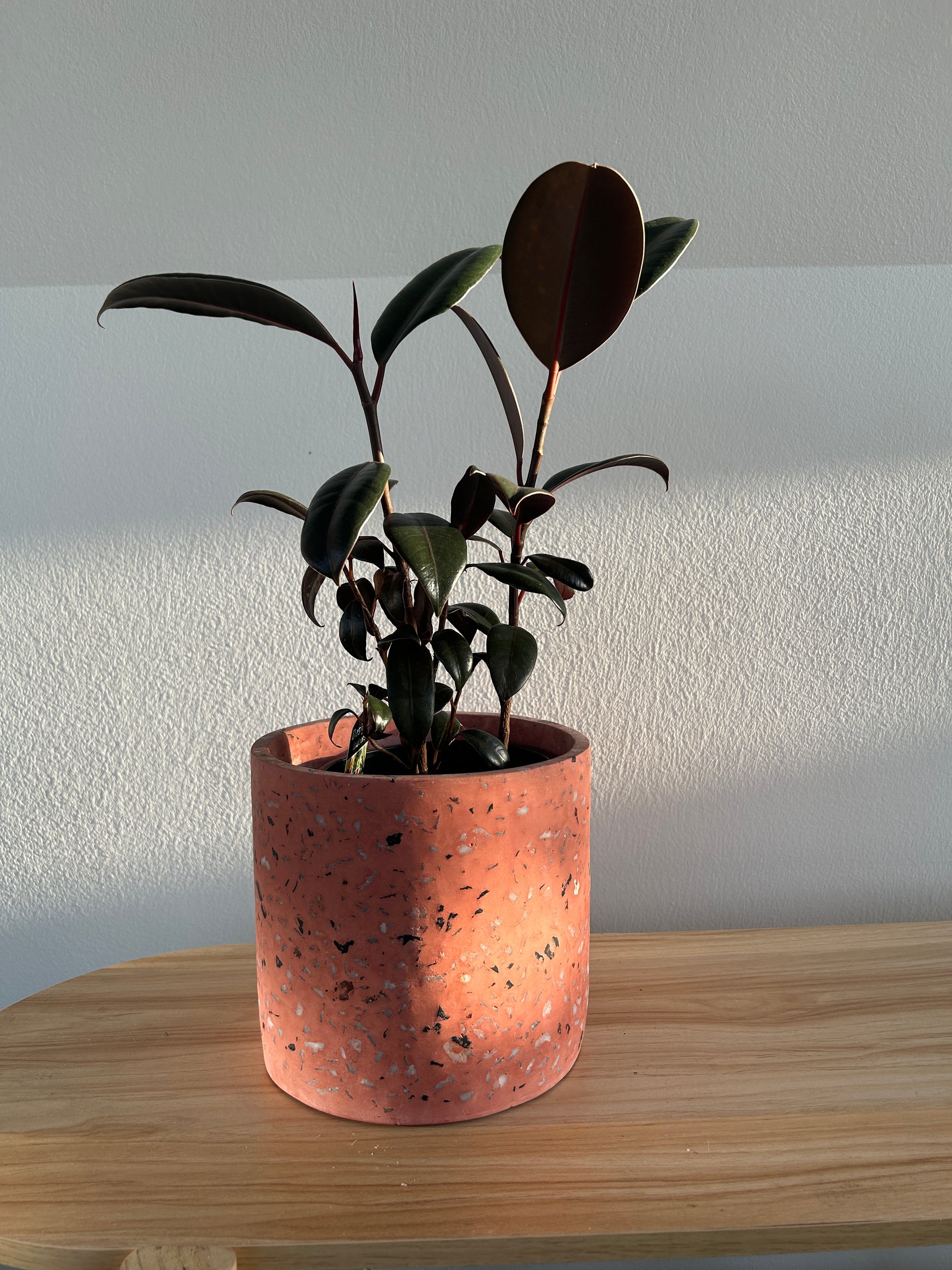 Burgundy Rubber Plant (Ficus Burgundy) Indoor Plant 14cm