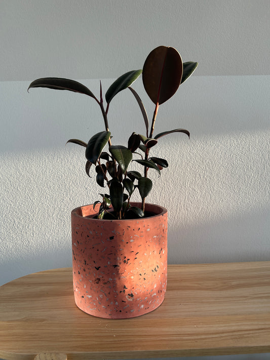 Burgundy Rubber Plant (Ficus Burgundy) Indoor Plant 14cm