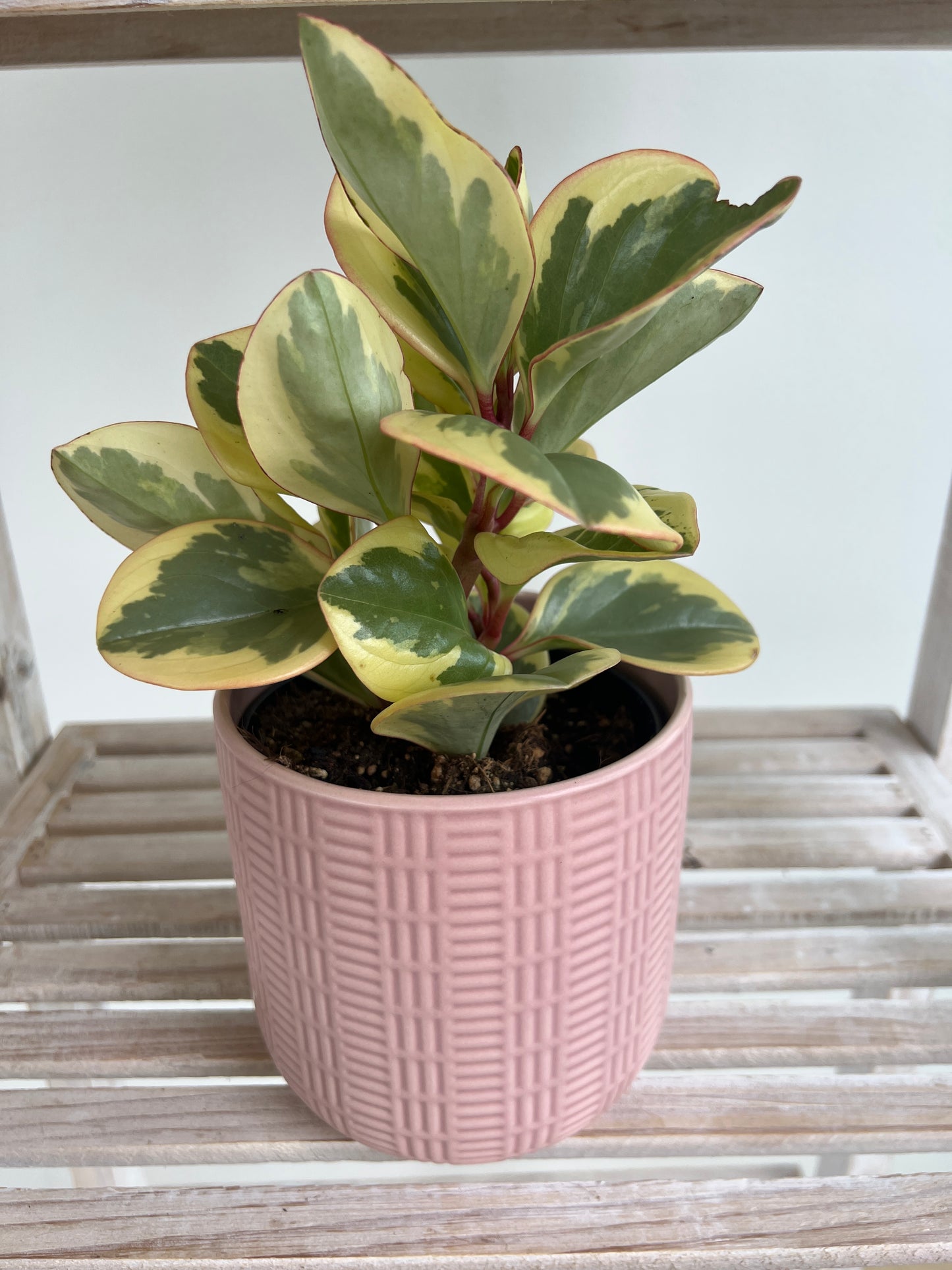 Baby Rubber Indoor Plant (Peperomia Obtipan Bicolour) 120mm / 12cm Boho Chic Indoor Plant