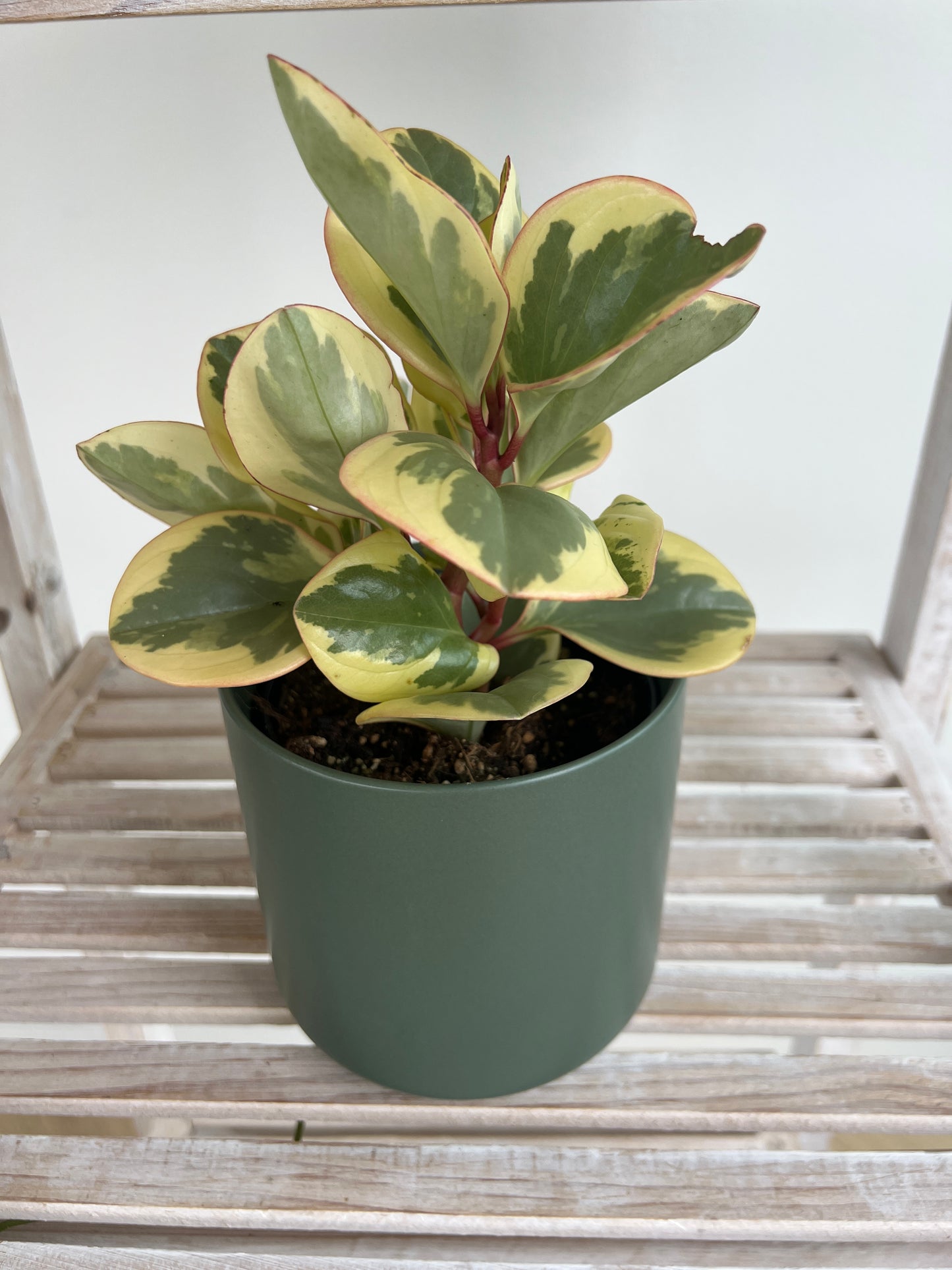 Baby Rubber Indoor Plant (Peperomia Obtipan Bicolour) 120mm / 12cm Boho Chic Indoor Plant