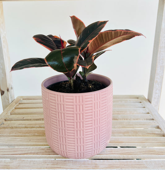 Ficus Elastica Ruby Rubber Indoor Plant 12cm in Pattern Ceramic Pot and Macramé