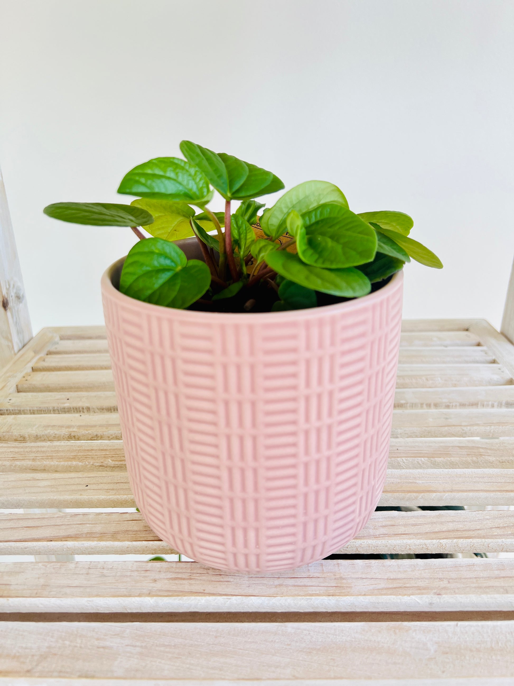 Blush Pink Pattern Ceramic Plant Pot 12cm