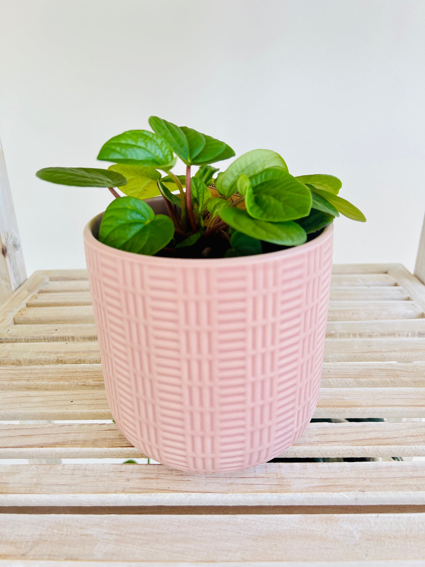 Peperomia Rana Verde Radiator Indoor Plant 12cm in Pattern Ceramic Pot and Macramé