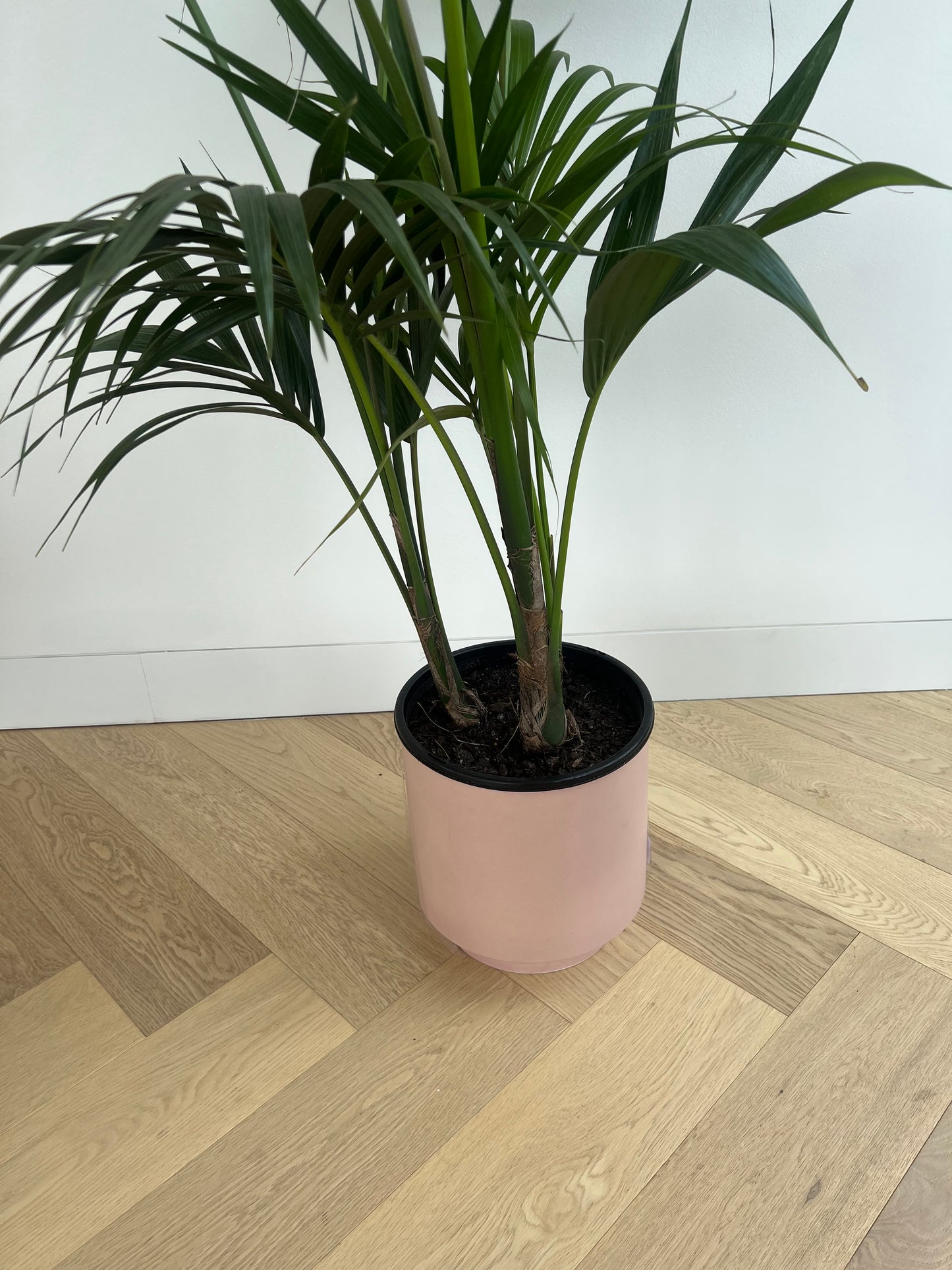 Blush Pink Ceramic Pot 24cm (with saucer) with Kentia Palm 24cm indoor Plant