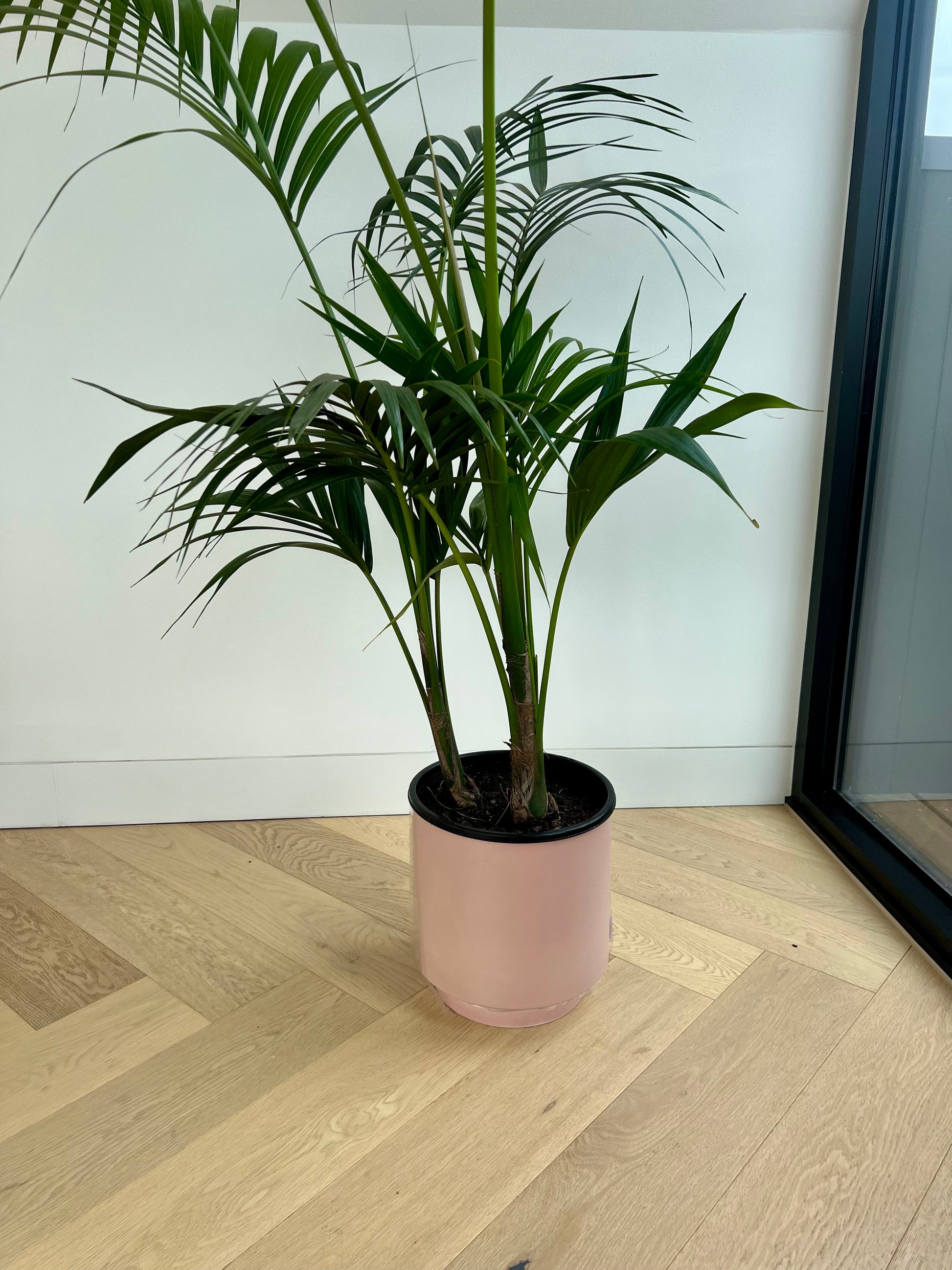 Blush Pink Ceramic Pot 24cm (with saucer) with Kentia Palm 24cm