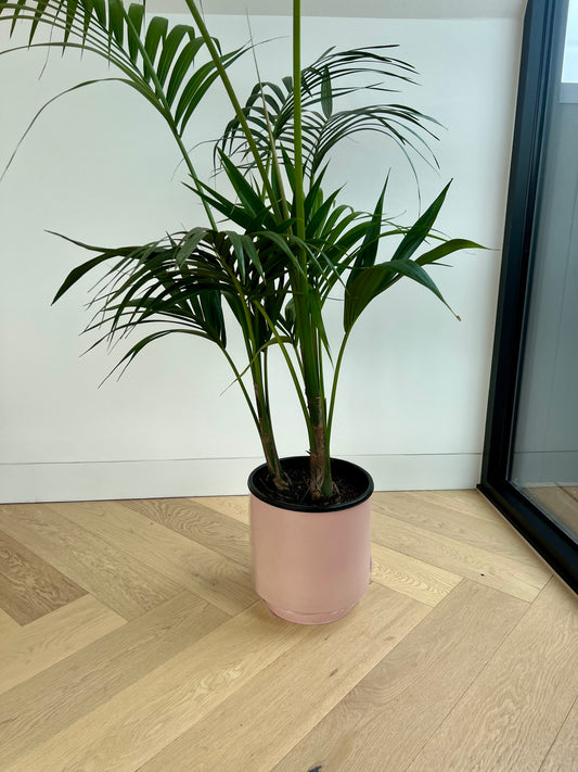 Blush Pink Ceramic Pot 24cm (with saucer) with Kentia Palm 24cm