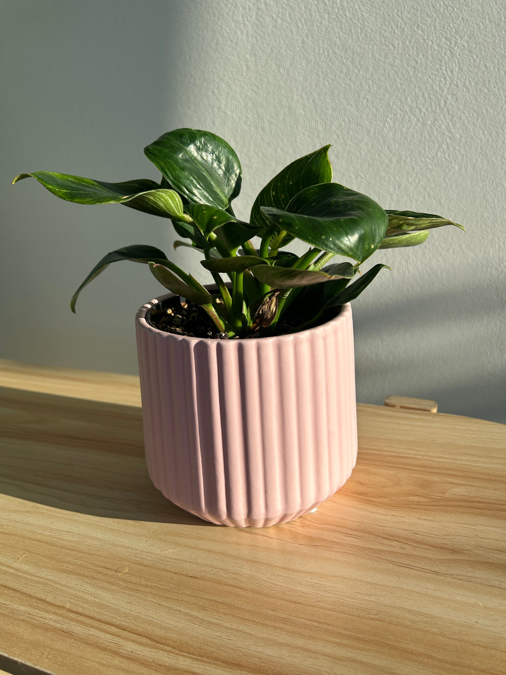 Blush Pink Ribbed Ceramic Plant Pot 12cm with philodendron birkin white wave plant 12cm