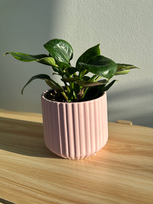 Blush Pink Ribbed Ceramic Plant Pot 12cm with philodendron birkin white wave plant 12cm