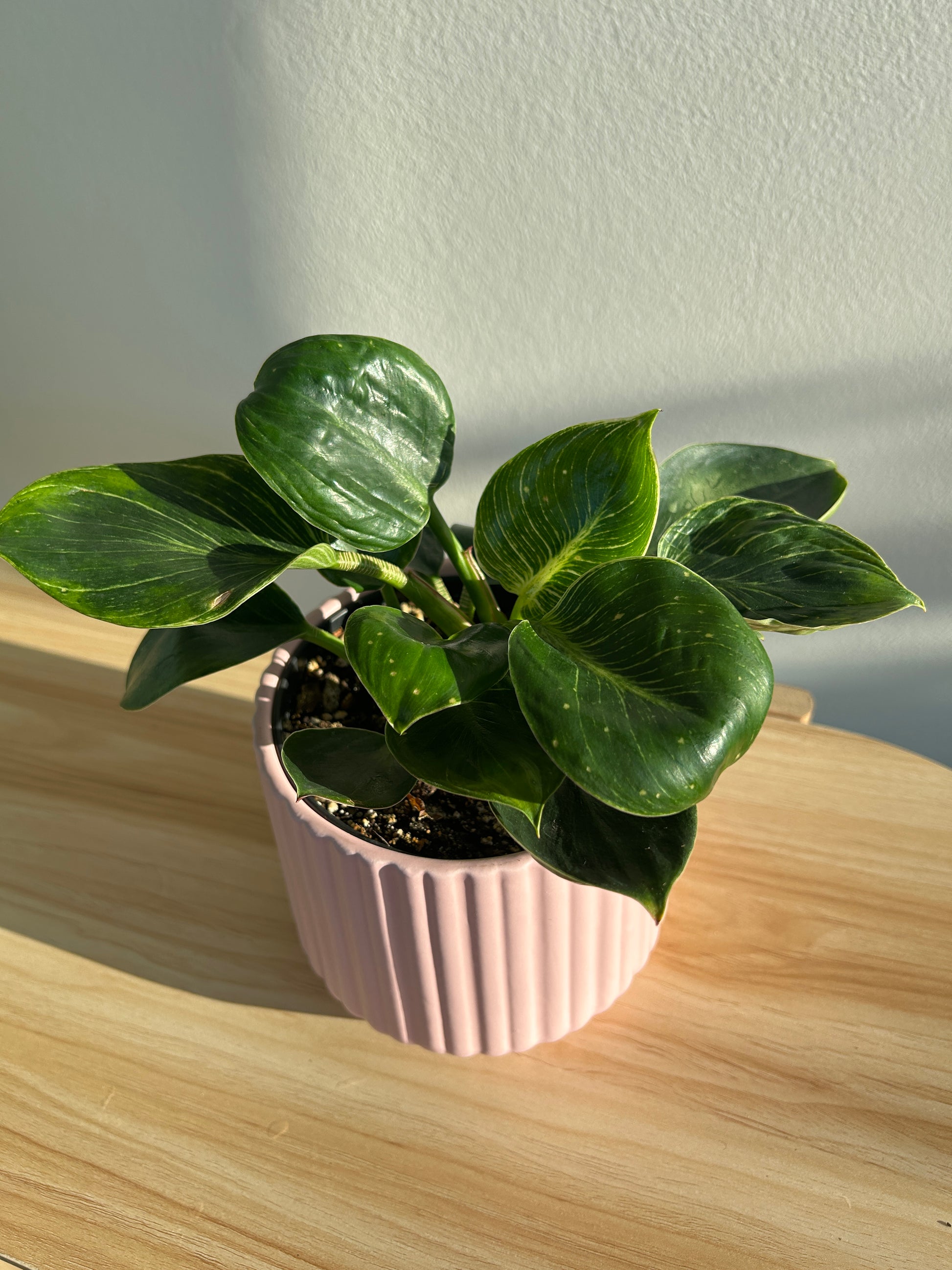 Blush Pink Ribbed Ceramic Plant Pot 12cm with philodendron birkin white wave plant 12cm