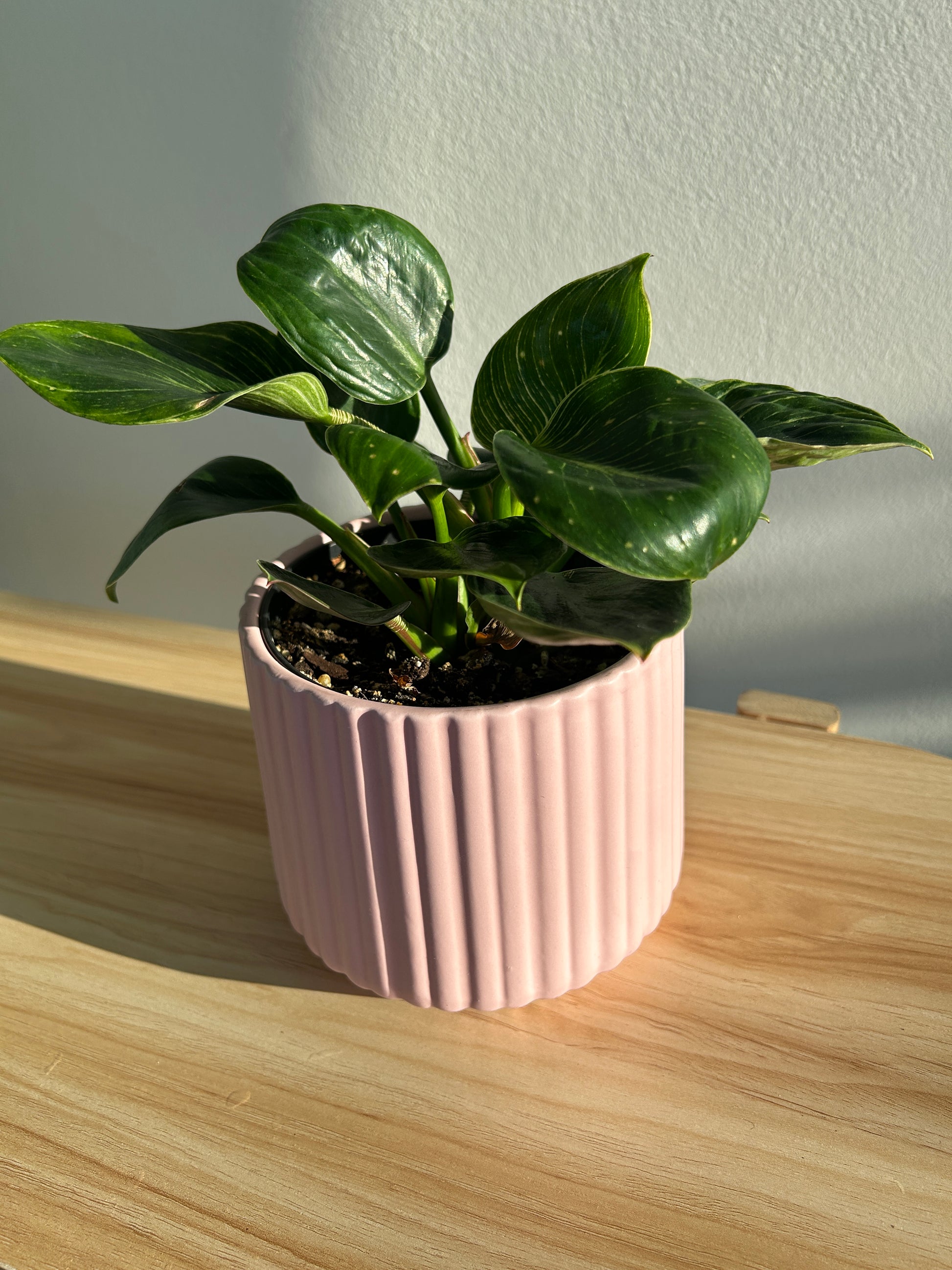 Blush Pink Ribbed Ceramic Plant Pot 12cm with White Wave Plant (Philodendron Birkin)