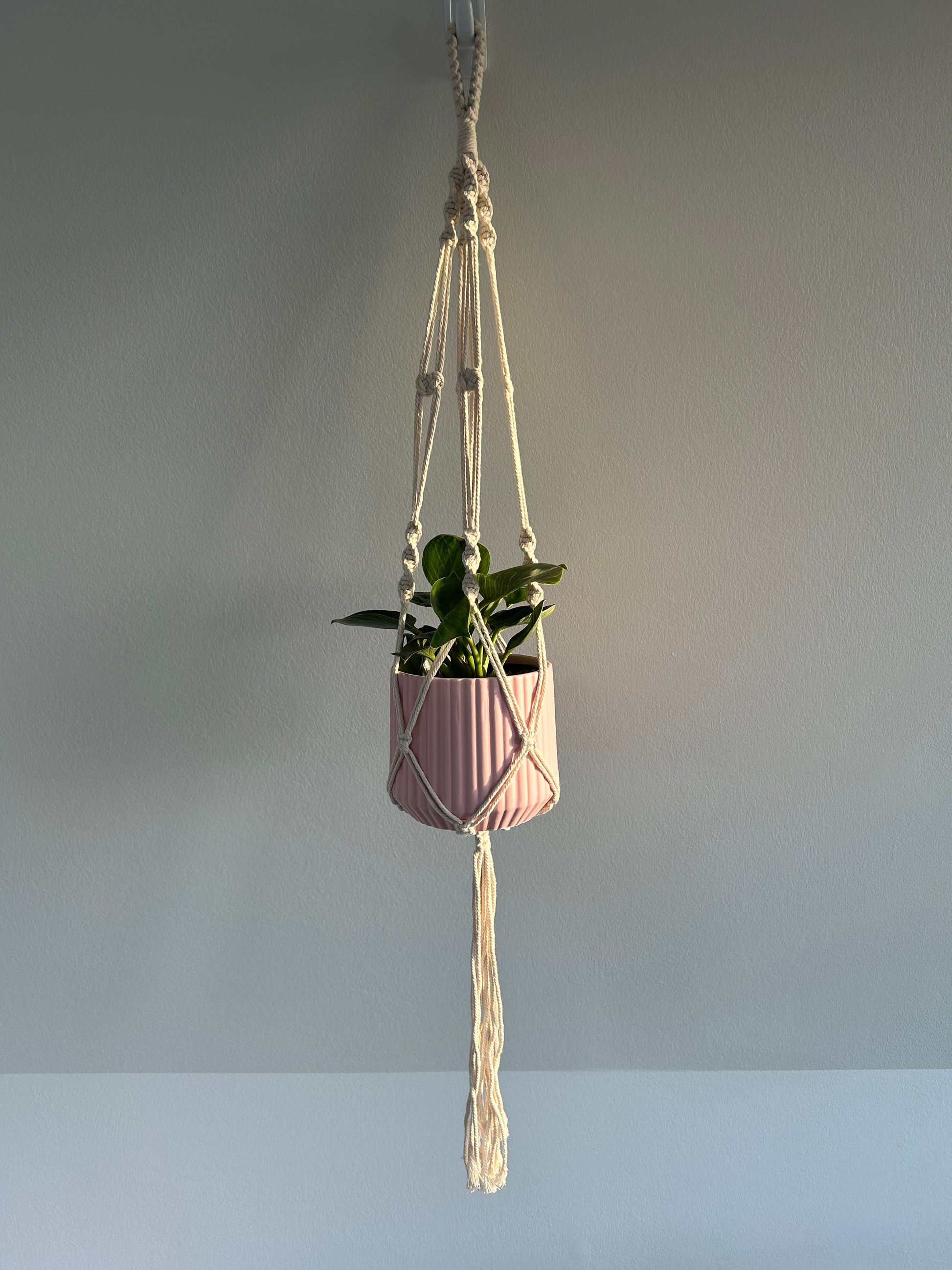 Blush Pink Ribbed Ceramic Plant Pot 12cm with White Wave Plant and Twisted Macrame Plant Hanger
