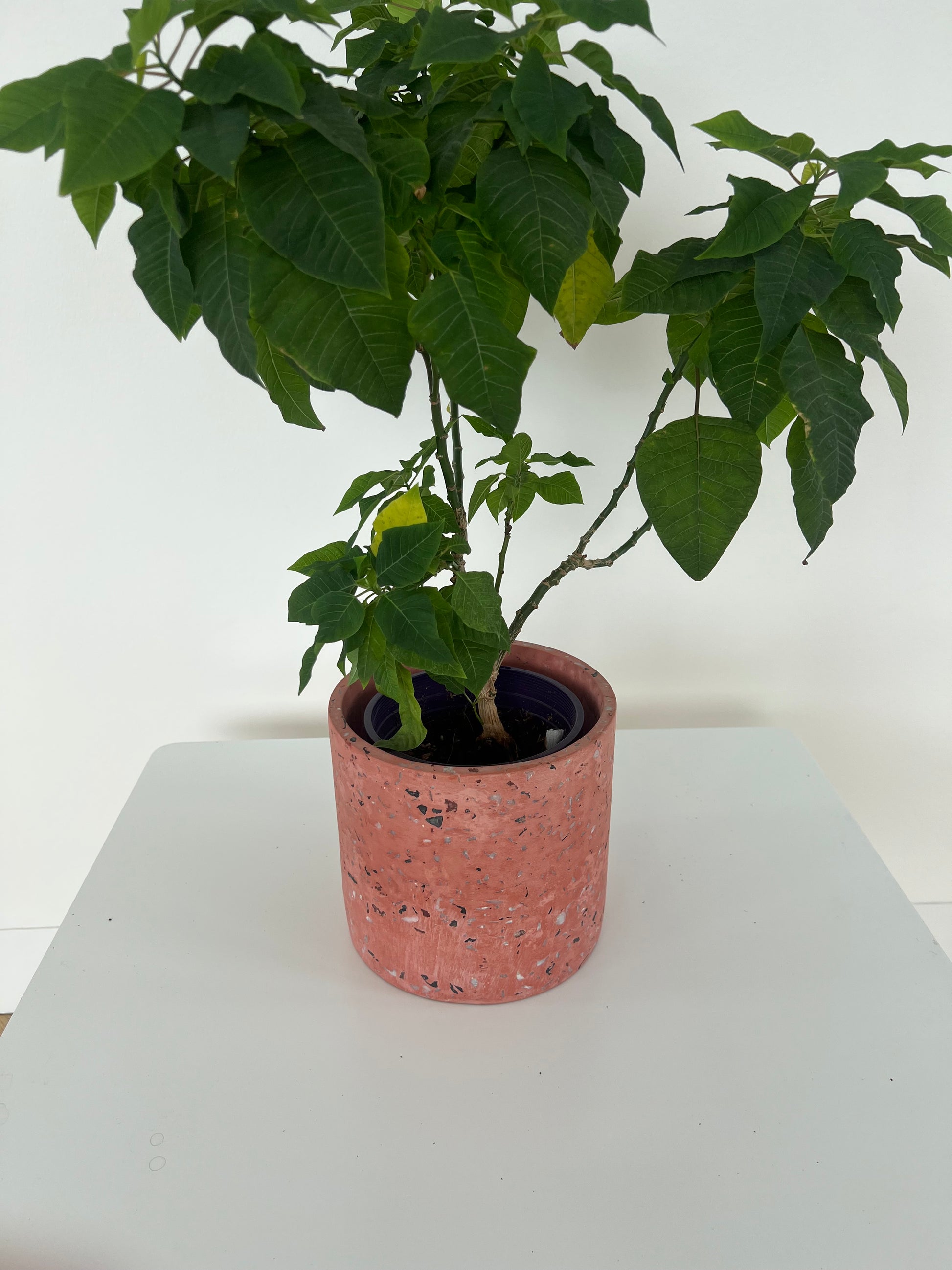 Blush Pink Speckled Ceramic Pot 17cm for indoor plant