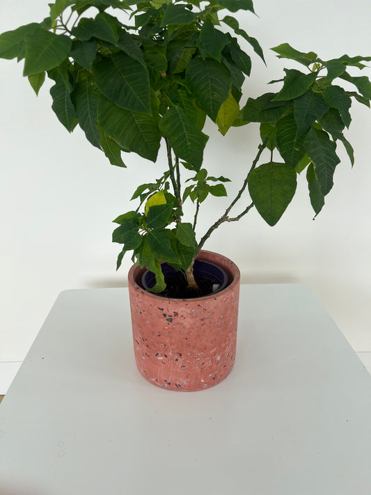Blush Pink Speckled Ceramic Pot 17cm for indoor plant