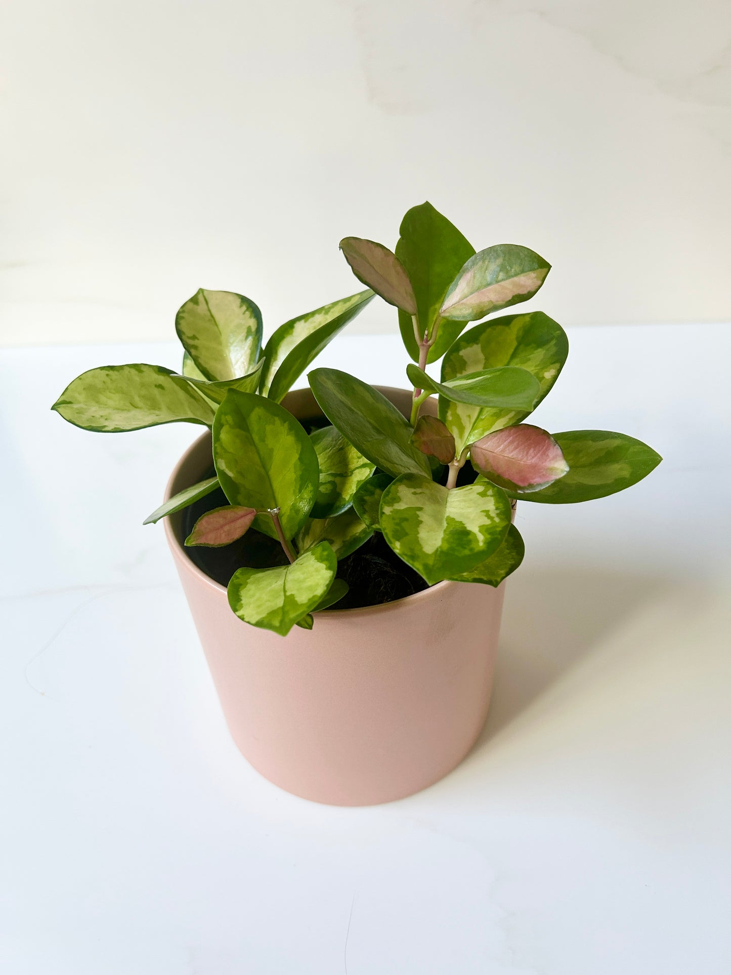 Blush pink ceramic plant pot 12cm with Hoya plant