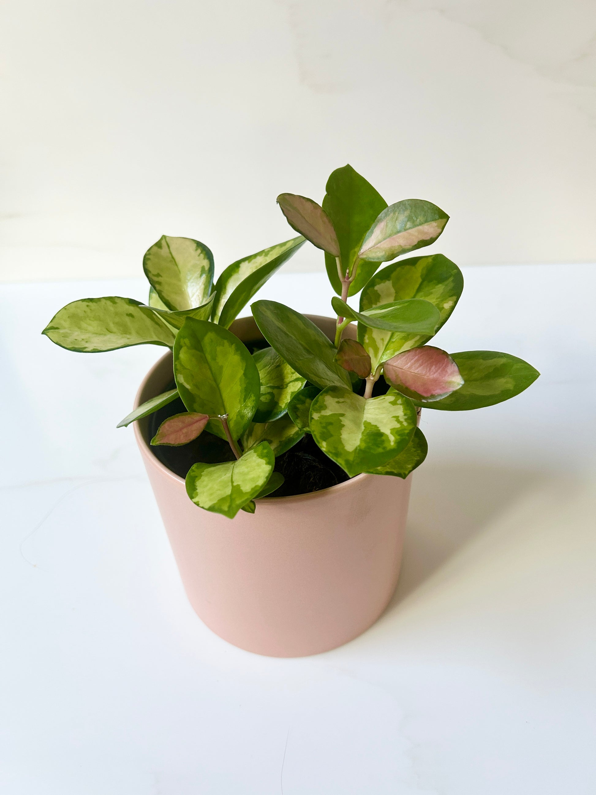 Blush pink ceramic plant pot 12cm with Hoya plant