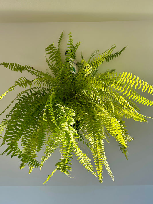 Boston Fern (Nephrolepis Exaltata) Indoor Plant 20cm