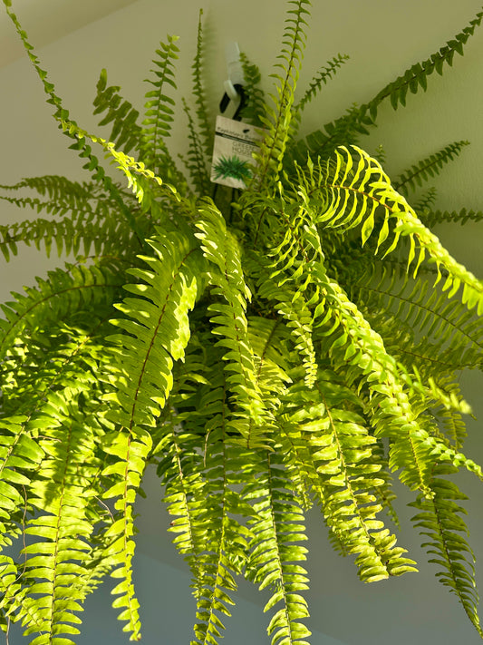 Boston Fern (Nephrolepis Exaltata) Indoor Plant 20cm Boho chic