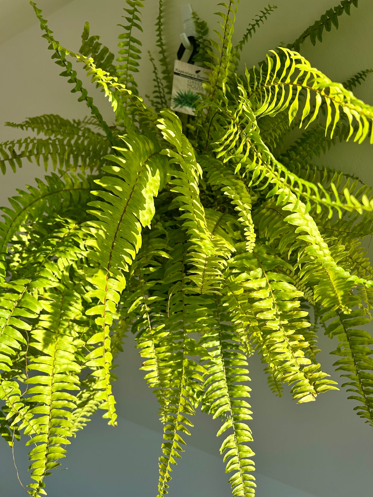 Boston Fern (Nephrolepis Exaltata) Indoor Plant 20cm Boho chic Statement Plant