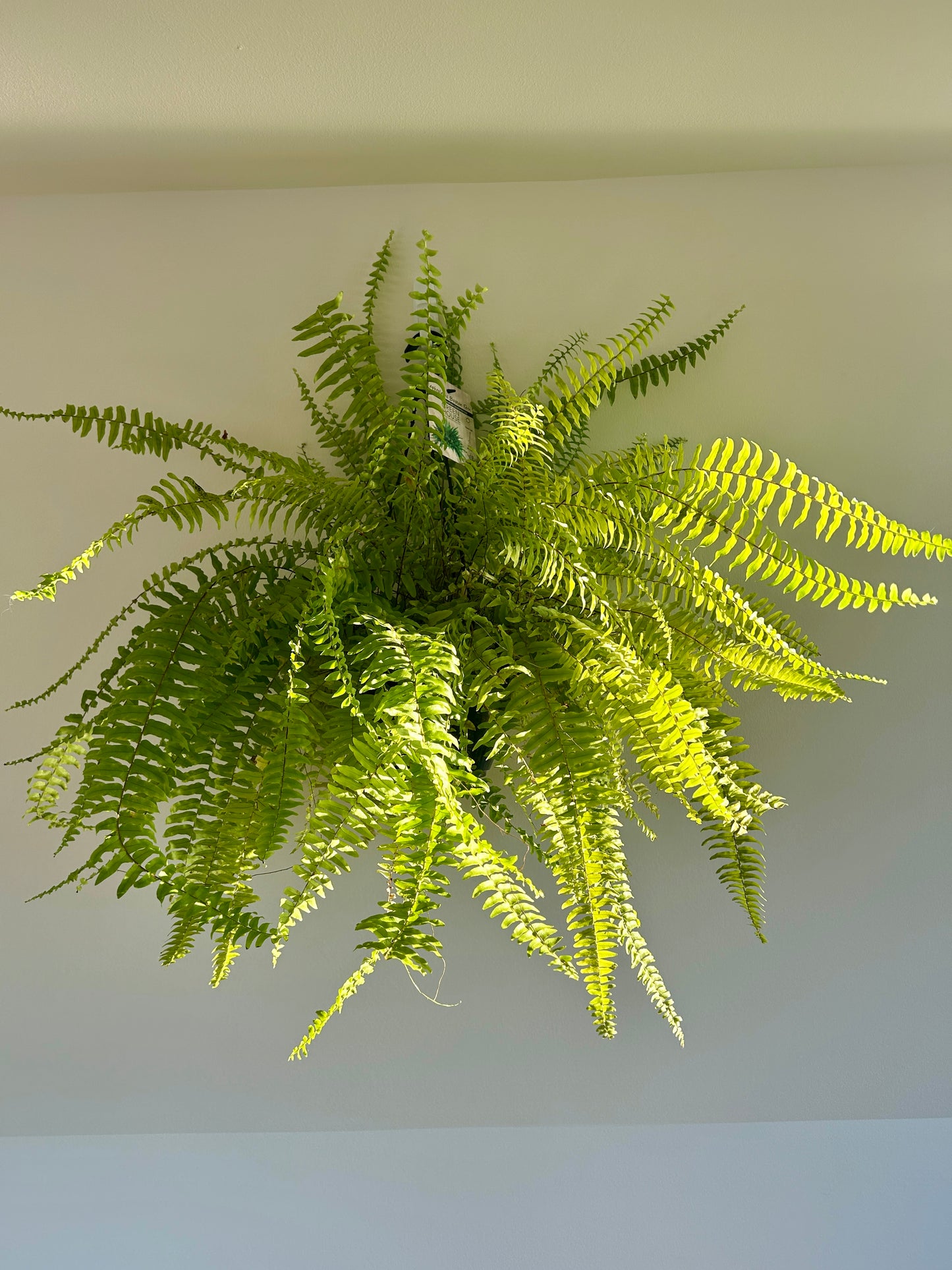 Boston Fern (Nephrolepis Exaltata) Indoor Plant 20cm Boho chic Statement Plant Soft Leaves and Pet Friendly