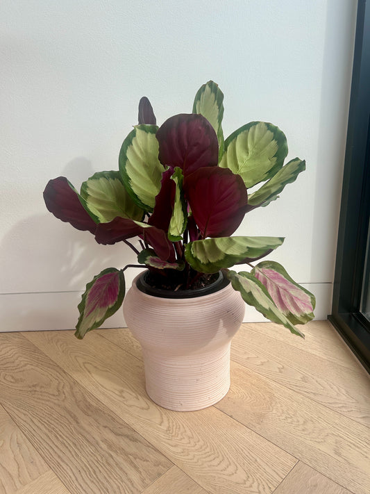 Calathea Medallion Plant (Goeppertia veitchiana) – 17cm