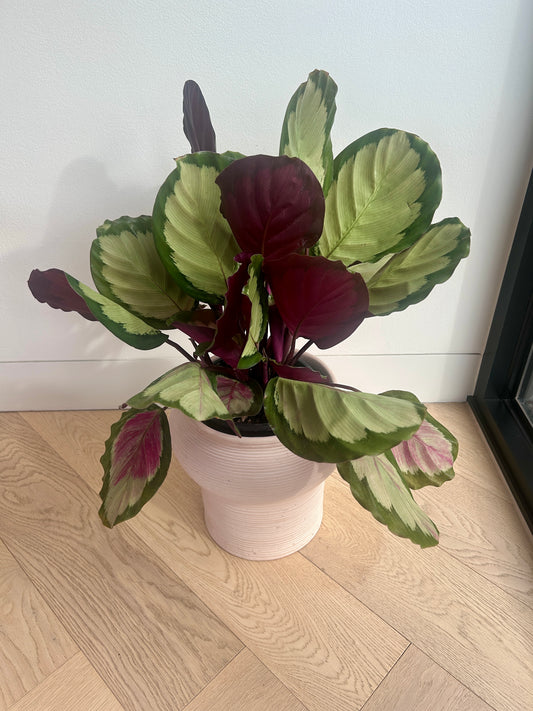 Calathea Medallion Plant (Goeppertia veitchiana) – 17cm in Dusk Pink Ceramic Pot