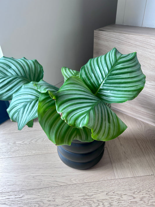 Calathea Orbifolia Round Wave Indoor Plant in 19cm Black Coil Ceramic Pot