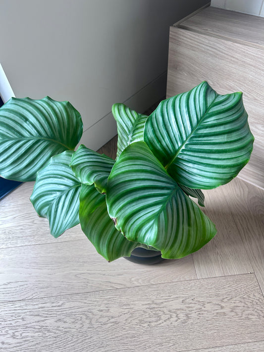 Calathea Orbifolia Round Wave Indoor Plant in 19cm Black Coil Ceramic Pot