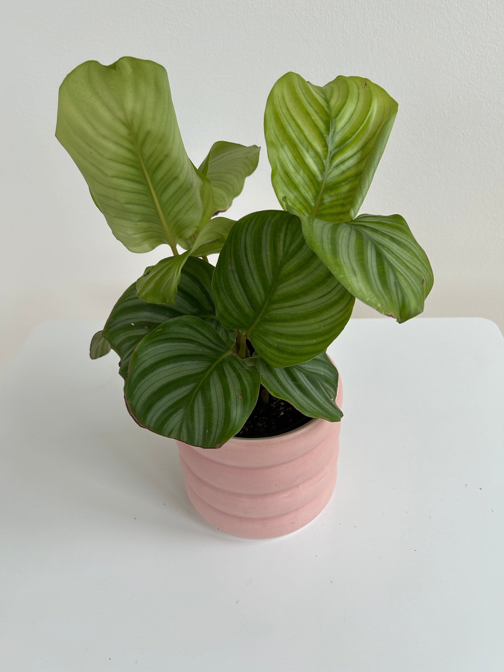 Calathea Orbifolia in Blush Pink Ceramic Coil Pot 12cm