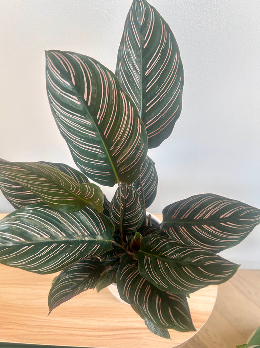 Calathea ornata Sanderiana (Pinstripe Plant) 14cm. Pet friendly indoor plant Boho style