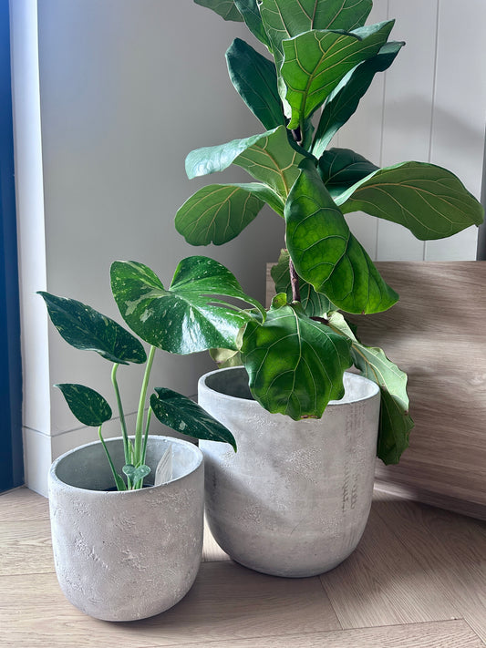 Cement Pot for Indoor or Outdoor Plant