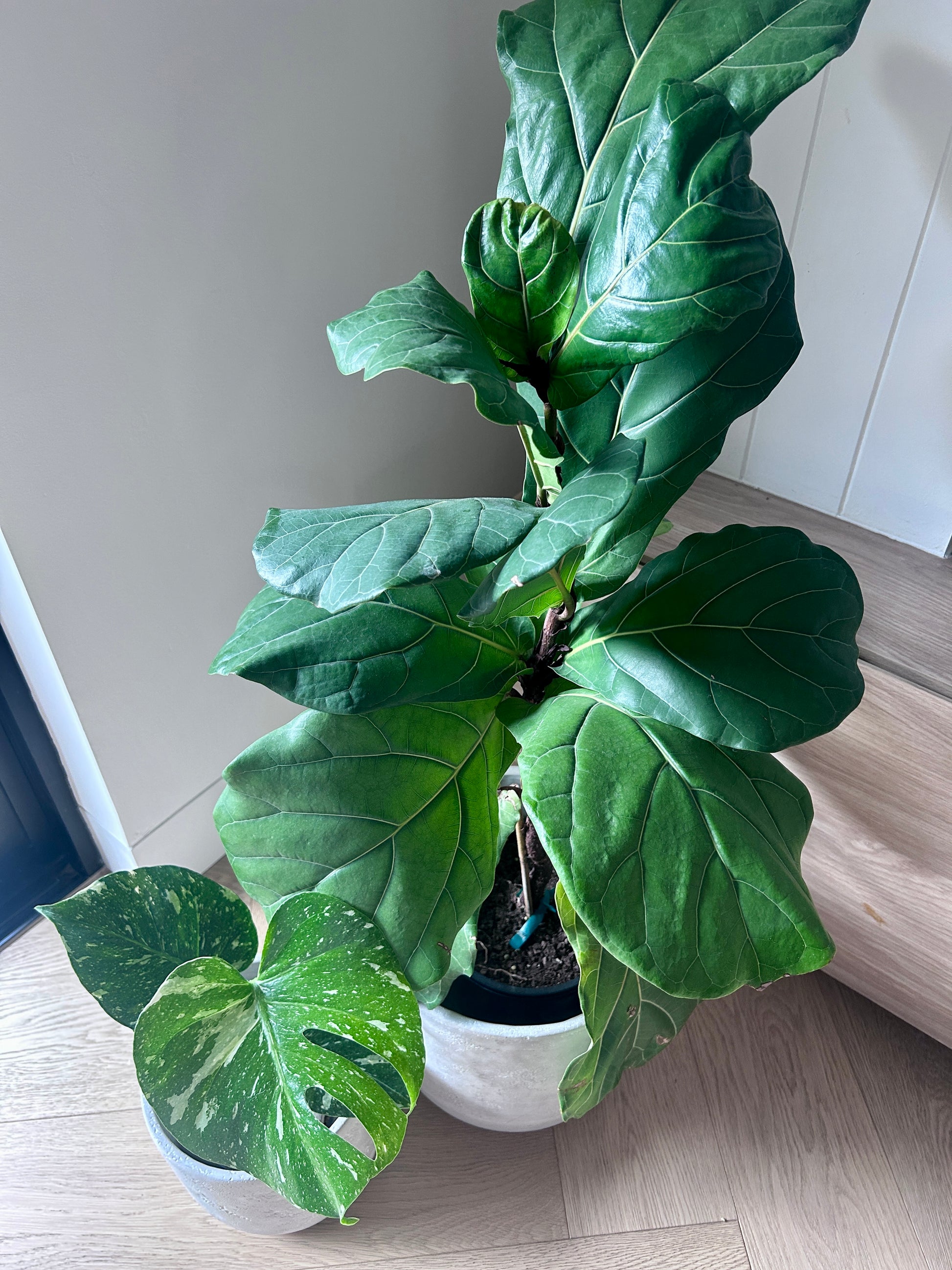 Cement Pot for Indoor or Outdoor Plant