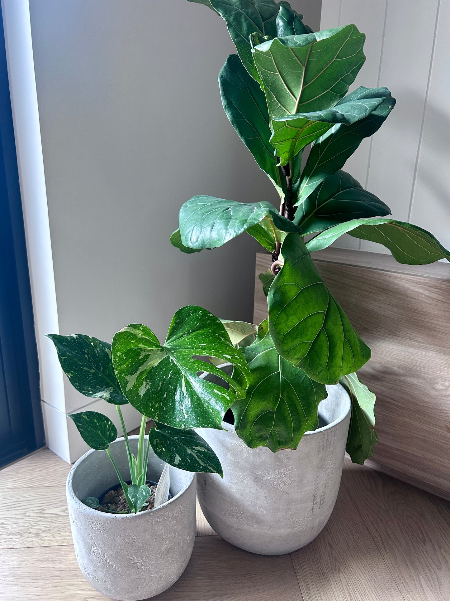 Cement Pot for Indoor or Outdoor Plant