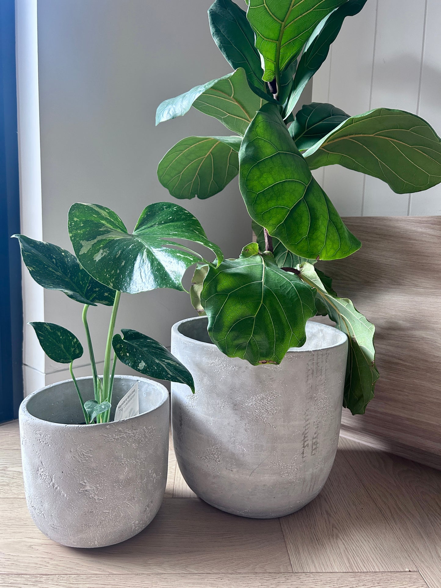 Cement Pot for Indoor or Outdoor Plant