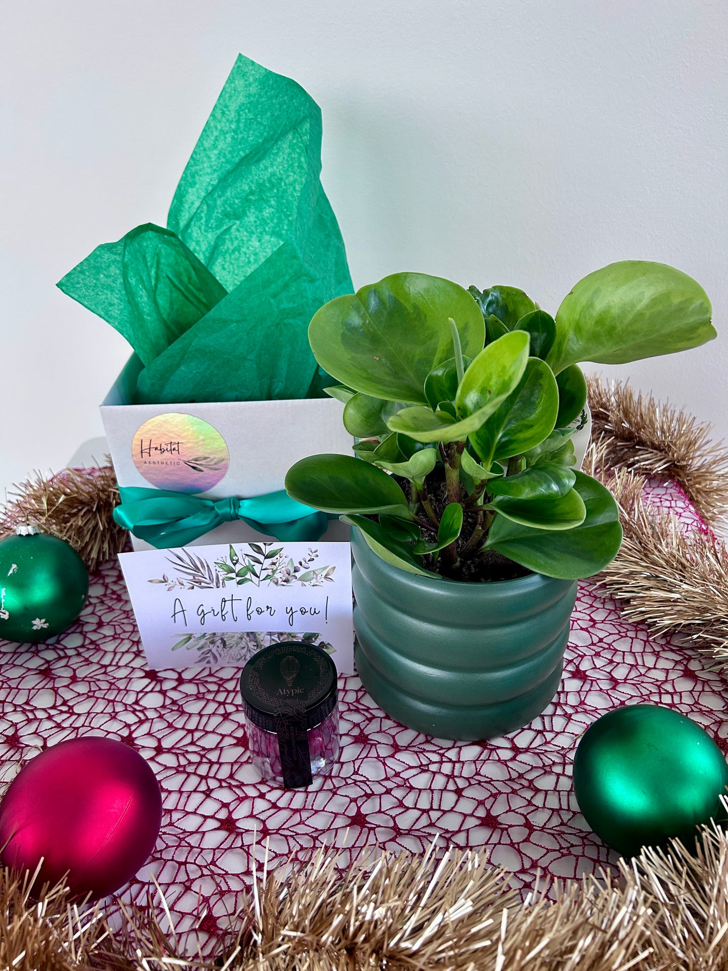 Christmas Plant Gift Box with Chocolates Peperomia Obtusifolia Lemon Lime Plant