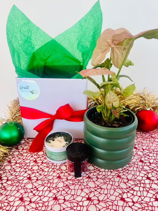 Christmas Plant Gift Pink Syngonium Neon Gem Soy Candle Chocolates Gift Box